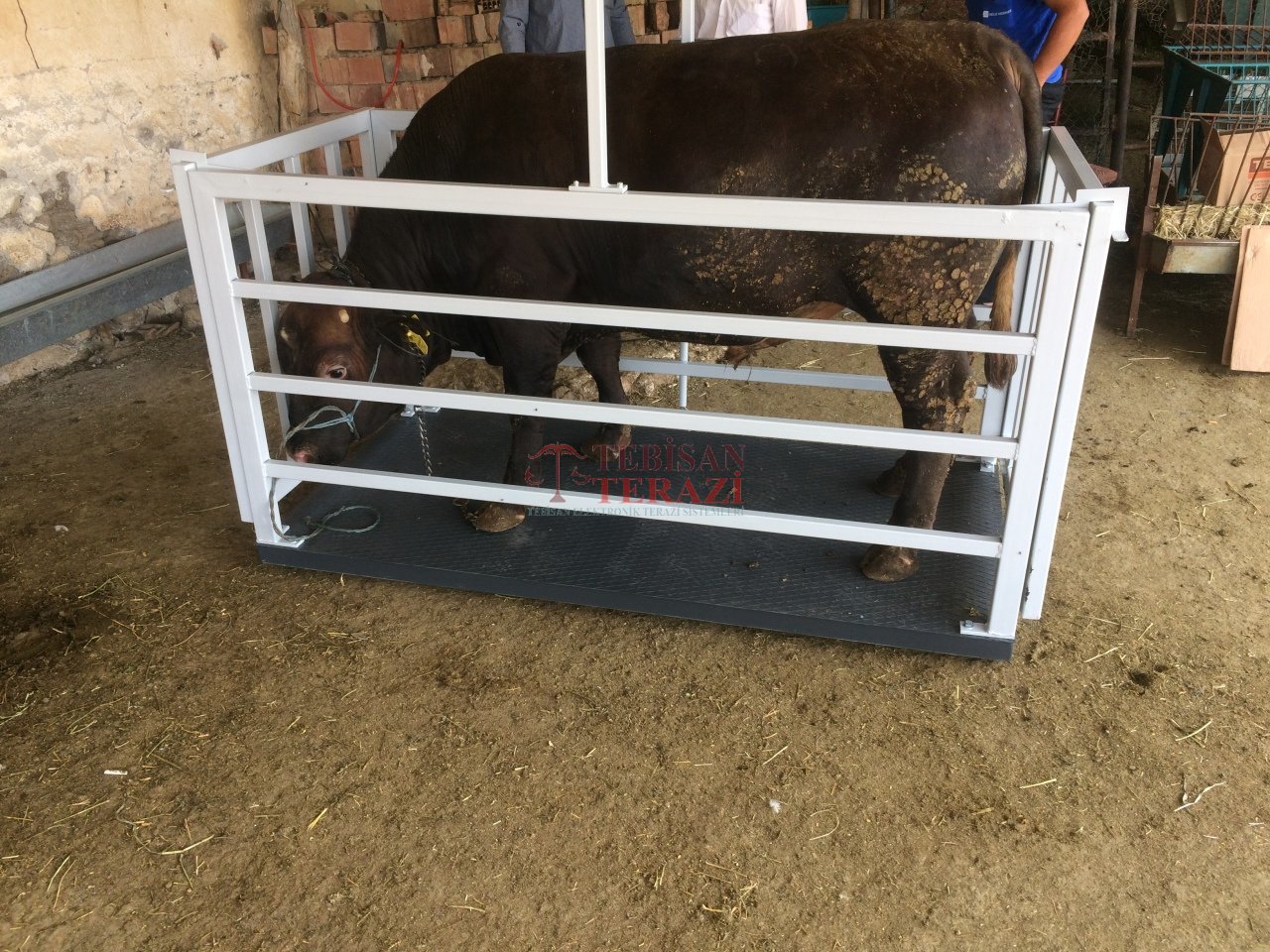 TEM CANLI HAYVAN BASKÜLÜ 1500KG 500GR 100x200 TARTIM EKO