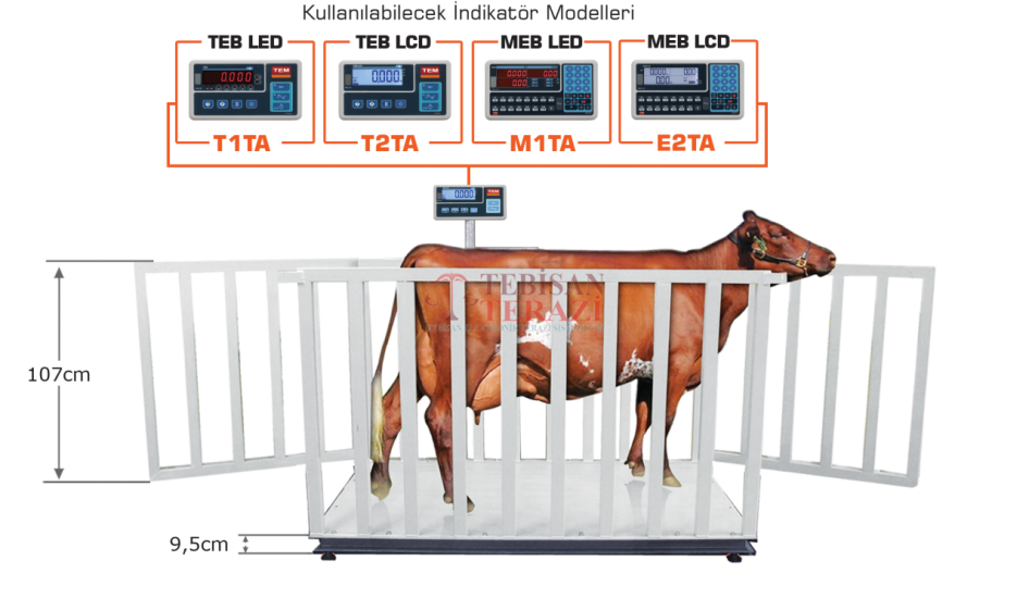 TEM TEB 1500 Kg 500 Gr Canlı Hayvan Baskülü 110x200 | Büyükbaş Tartım Terazisi