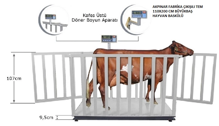 CANLI HAYVAN BASKÜLÜ